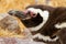 Close-up or portrait of adult Magellanic penguin