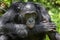 Close up Portrait Adult male Bonobos (Pan Paniscus) on green natural background.