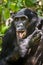 Close up Portrait Adult male Bonobos (Pan Paniscus), licking a paw, on green natural background.