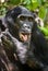 Close up Portrait Adult male Bonobos (Pan Paniscus), licking a paw, on green natural background.