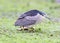 Close up portrait Adult night heron on the water grass.