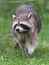 Close-up portrait of an adult raccoon