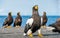 Close up portrait of Adult Steller`s sea eagle.