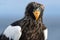 Close up portrait of Adult Steller`s sea eagle.  Scientific name: Haliaeetus pelagicus