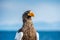 Close up portrait of Adult Steller`s sea eagle.  Scientific name: Haliaeetus pelagicus. . Blue background