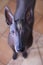 Close-up portrait of adult Xolotizcuintle dog Mexican Hairless, male standard size. Beautiful dog with red-n-white mohawk on the