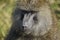Close-up of a portrait of an African baboon\\\'s face. Brown eyes and long nose.