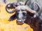 Close-up portrait of african Cape buffalo, Syncerus caffer, Moremi Game Reserve, Okavango Region, Botswana, Africa