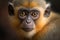 Close-up portrait of the African green monkey - a macaque