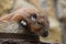 Close up portrait of African Gundi comb rat