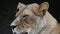 Close up portrait of African lioness, lion female