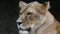 Close up portrait of African lioness, lion female