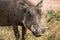 Close-up portrait of African warthog Phacochoerus africanus, Kruger National Park, South Africa