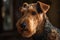 Close-up portrait of Airedale Terrier