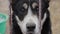 Close-up portrait of an Alabai dog looking with interest through a lattice. Central Asian Shepherd Dog with cropped ears