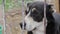 Close-up portrait of an Alabai dog looking with interest through a lattice. Central Asian Shepherd Dog with cropped ears