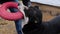 Close-up portrait of an Alabai dog playing with the owner in a rubber circle tug. Central Asian Shepherd Dog with cropped ears