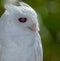 Close-up Portrait of Albino Screech Owl, St Petersburg, Florida