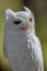Close-up Portrait of Albino Screech Owl, St Petersburg, Florida #2