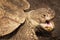 Close up portrait of an Aldabra Giant Tortoise