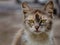 Close-up portrait of alone sad wild homeless cat with beautiful eyes, wary look at camera, lost pets concept