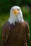 Close-up portrait of an american bald eagle