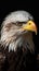 Close-up portrait of an american bald eagle on black background.