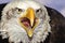 Close up portrait of American bald eagle squawking