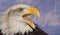 Close up portrait of American bald eagle squawking