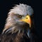 Close-up portrait of an american bald eagle with yellow eyes