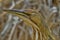 Close up portrait of American Bittern at Port Aransas, Texas