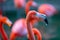 Close up portrait of American or Caribbean flamingo, Phoenicopterus ruber. Flamingos or flamingoes are a type of wading
