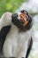 Close-up portrait of American king vulture or