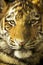 Close Up Portrait Of Amur Tiger Cub Outdoors