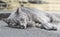 Close-up portrait of angry homeless gray cat lying on the ground outdoors