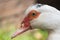 Close up portrait animal head of white muscovy female duck