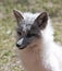 A Close Up Portrait of an Arctic Fox
