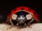 Close up Portrait of Asain Lady Beetle (Ladybug) on Fallen Leaf