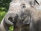 Close up portrait of Asian elephant, Elephas maximus family. Mother and her little baby calf cuddling. Asiatic elephant