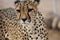 Close-up portrait of an Asiatic cheetah - endangered gorgeous wild animal