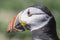 Close up portrait of Atlantic puffin