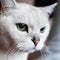 Close-up portrait of attentive grey british cat. Strict cat look