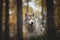 Close-up Portrait of attentive Siberian Husky dog sitting in the dark enchanting fall forest at dusk