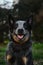 A close-up portrait of an Australian cattle dog in a spring park. A happy beautiful grey spotted purebred dog with red