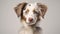 Close-up Portrait Of Australian Shepherd Puppy On White Background