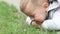 close-up portrait baby boy child watching garden snail crawling green grass