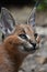 Close up portrait of baby caracal kitten