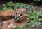 Close up portrait of baby caracal kitten