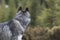 Close-up portrait of the back head of young grey and white Siberian Husky