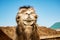 Close up portrait of bactrian camel, Kazakhstan